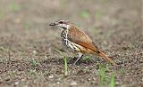 Spotted Morning-Thrush